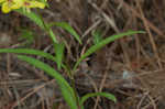 Lanceleaf loosestrife